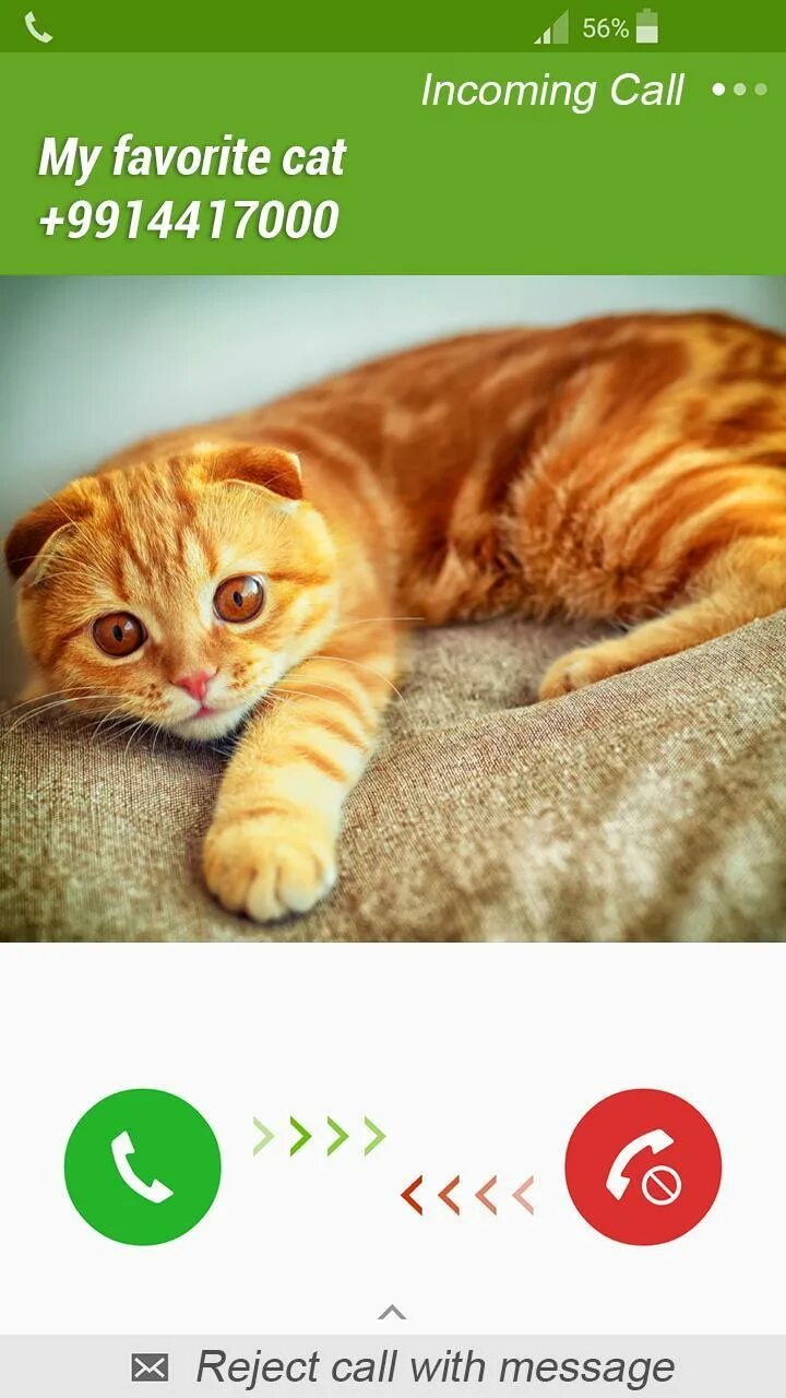 Игра позвонить коту. Кот видеозвонок. Игры звонить. Видеозвонок от кота скриншот. Кот звонит.