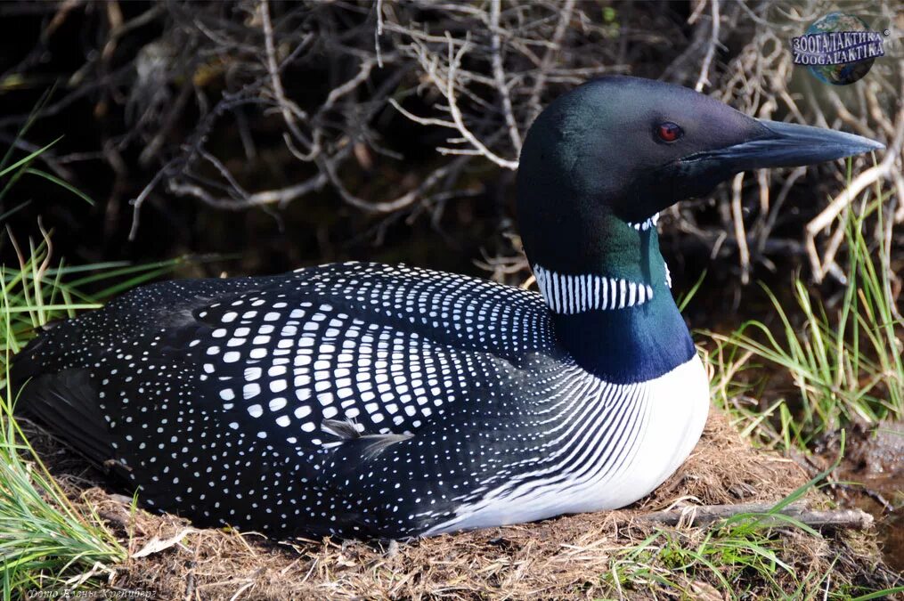 Животное гагара. Чернозобая гагара. Гагара птица. Птица чернозобая гагара. Птица чернозобая гагара.