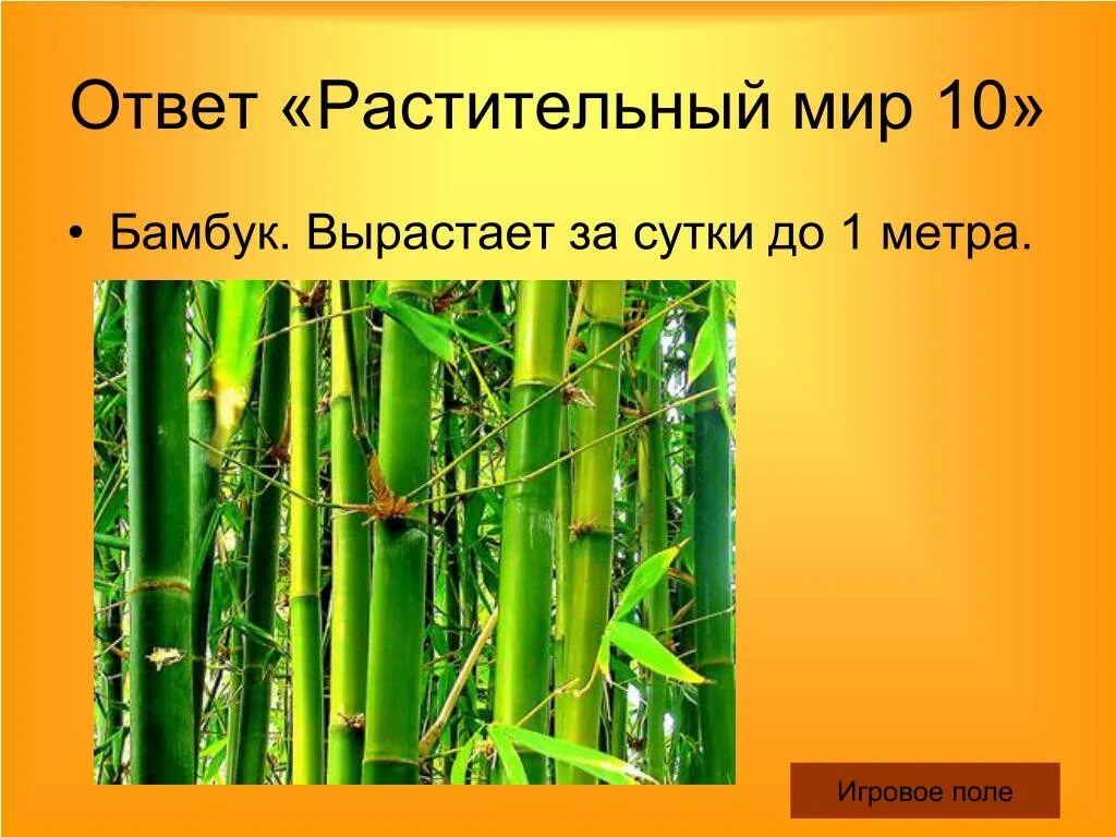 За сколько часов вырастает бамбук. Бамбук растет. Рост бамбука в сутки. С какой скоростью растет бамбук. Бамбук растет за сутки.