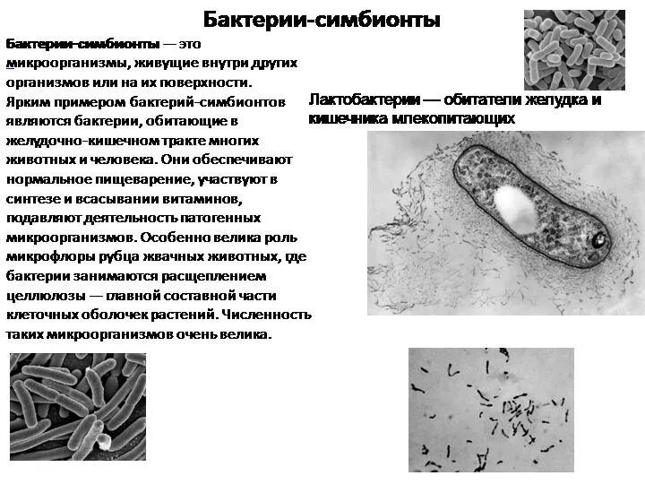 Пример симбиоза бактерий. Бактерии симбионты функции. Лактобактерии симбионты. Представители бактерий симбионтов. Бактерии симбионты в кишечнике.