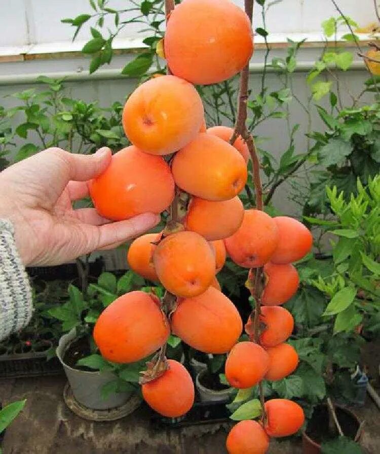 Отросток хурмы. Хурма комнатное растение. Хурма дерево. Хурма цветение плоды. Как вырастить хурму из плода.