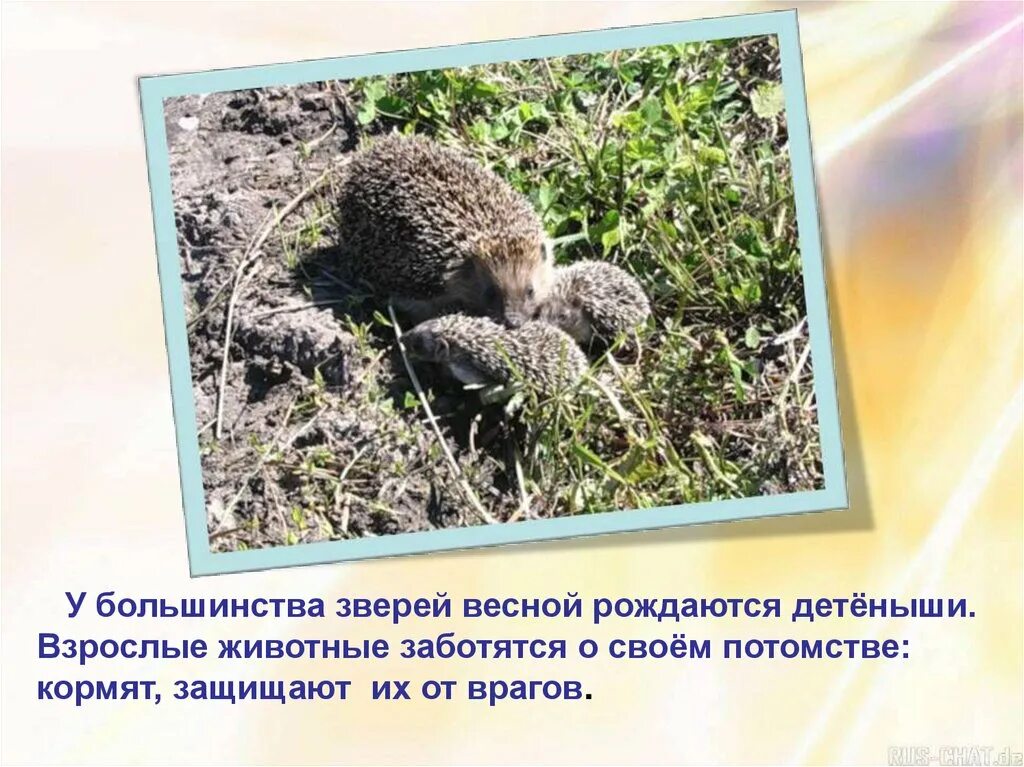 Весной у животных появляются детеныши. Детеныши диких зверей. Животные весной. Изменения в жизни животных весной. Весной у животных появляются детеныши.