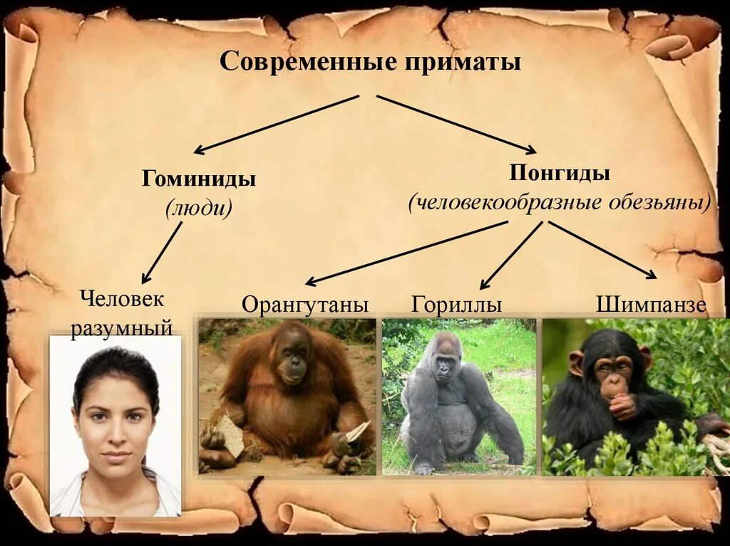 Представитель древнего рода. Отряд приматы семейство гоминиды. Понгиды и гоминиды. Представители шимпанзе.