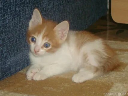 Котята авито самара