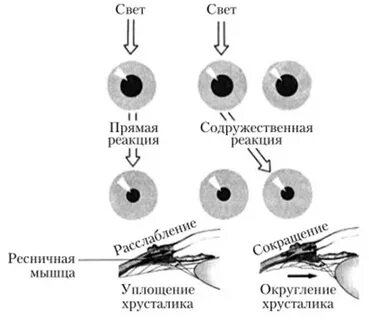Зрачковые реакции