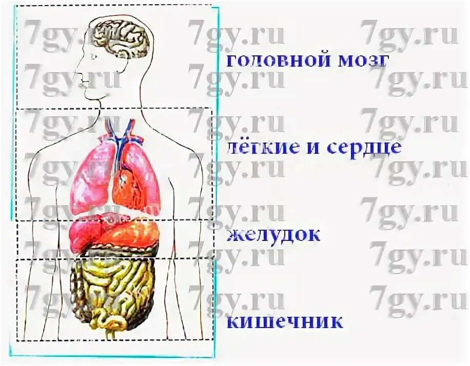 Строение организма вариант 1. Макет внутреннего строения человека. модель аппликация органов человека. строение человека внутренние органы аппликация. анатомия человека 2 класс окружающий мир.