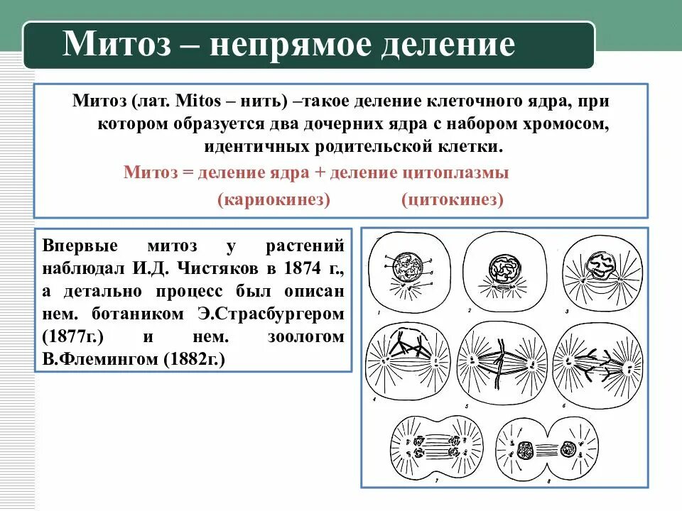 Какое деление клеток характерно человеку. Таблица деление клетки митоз 10 класс. Фазы митоза кратко и понятно таблица. Митоз и мейоз стадии деления. Таблица деление клетки митоз 10 класс биология.