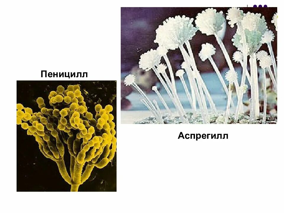 Редуценты пеницилл. Гриб пеницилл. Редуценты гриб пеницилл. Penicillium crustaceum. Пенициллин отличается