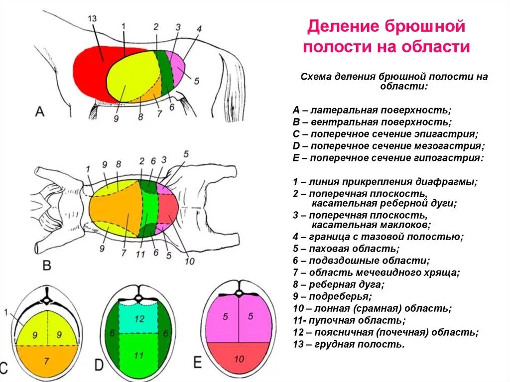 Брюшная и грудная полость тела. Отделы брюшной полости анатомия животных. Области брюшной полости КРС. Схема деления брюшной полости на области. Область эпигастрия у собак.