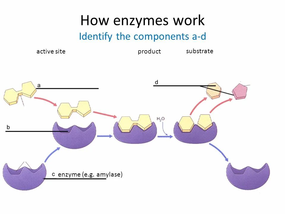 Action site. Enzyme шаблон. Mechanism of Action of Enzymes. Enzyme how to work. Working of Enzymes.