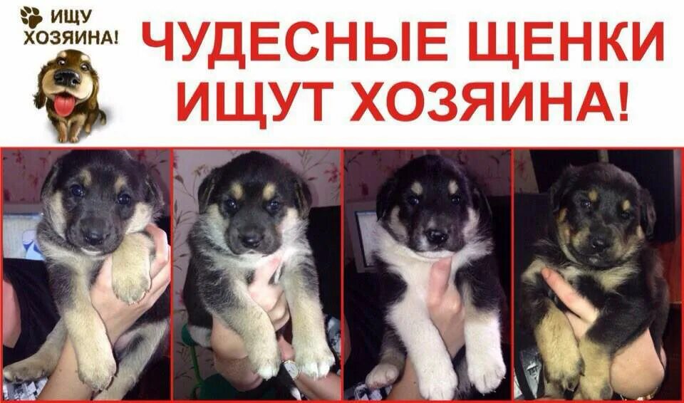 Щенок ищет хозяев. Щенки ищут дом объявление. щенок ищет дом. замечательные щенки ищут. объявление щенок ищет хозяина.