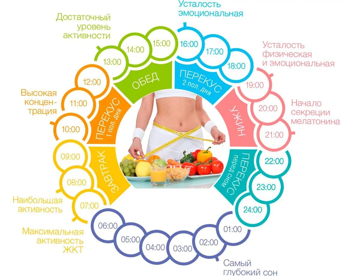 График питания на день Картинки ПРОЦЕНТЫ ПРИЕМА ПИЩИ