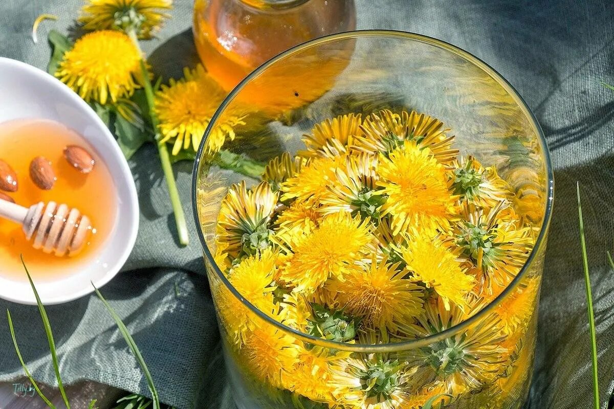 одуванчик в народной медицине. отвар корня одуванчика. одуванчик лекарственный отвар. косметика из одуванчика. сушка одуванчика.