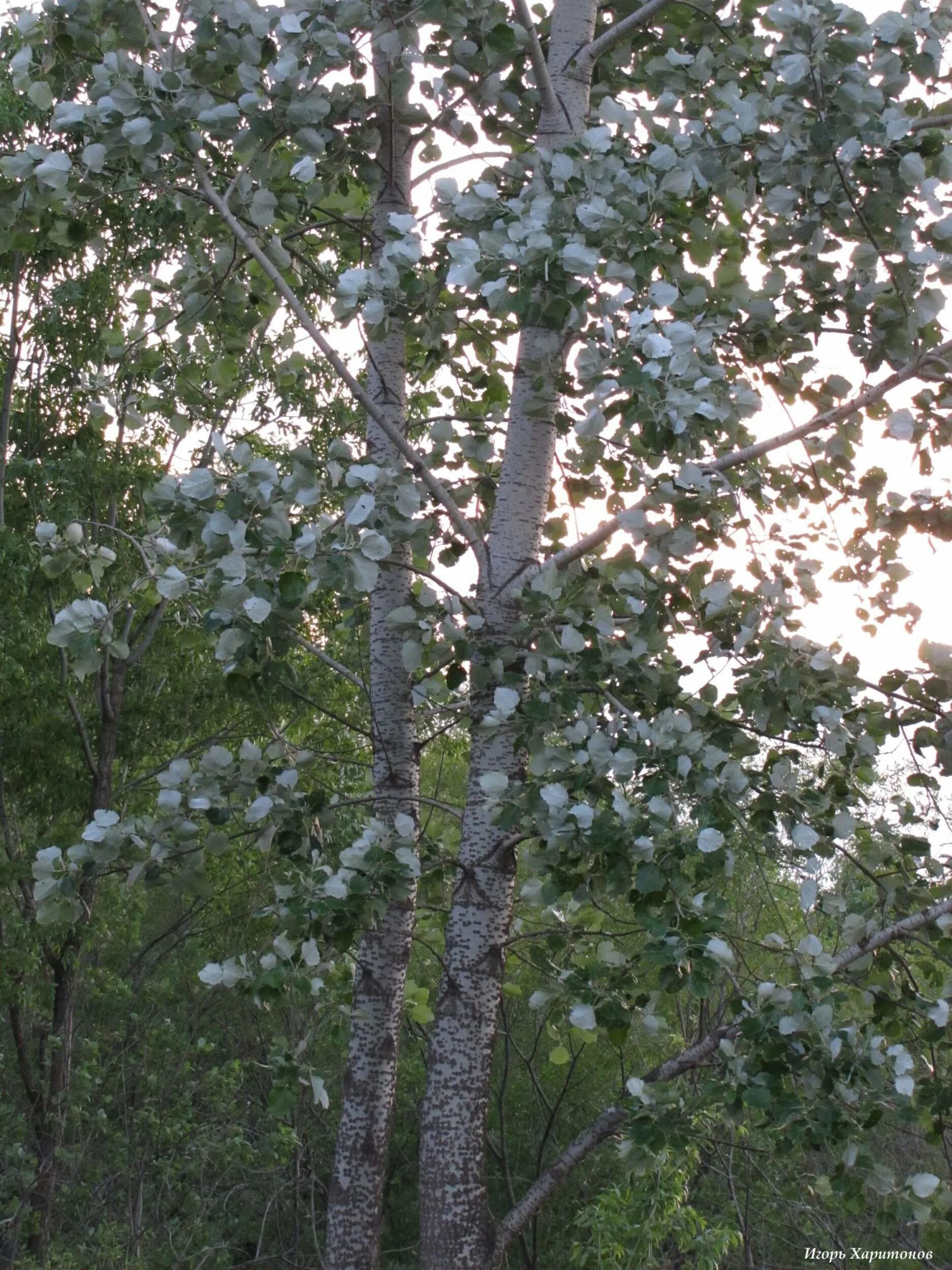 Манга маленький белый тополь. Тополь Populus Alba. Populus Alba Тополь белый. Populus Alba Тополь белый серебристый. Тополь белый серебристый.