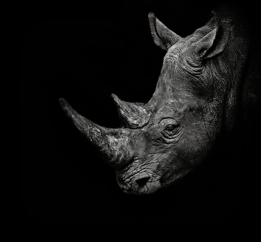 Животные на черном фоне. Белый носорог. Носорог черно белый. Носорог на черном фоне.