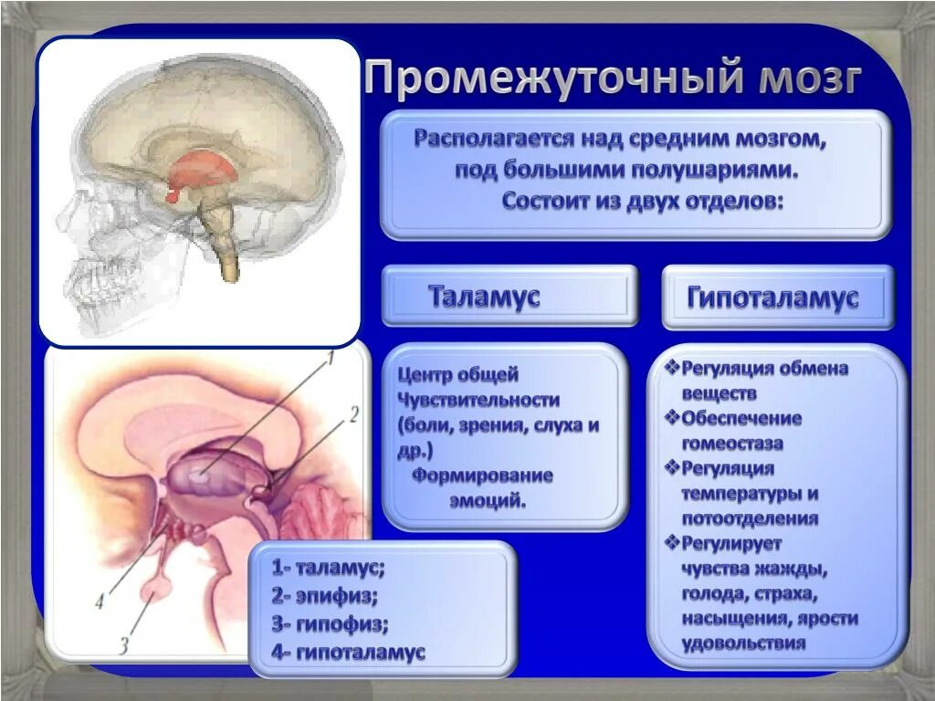 Промежуточный мозг. Промежуточный мозг строение. Промежуточный мозг таблица. Строение промежуточного мозга человека.