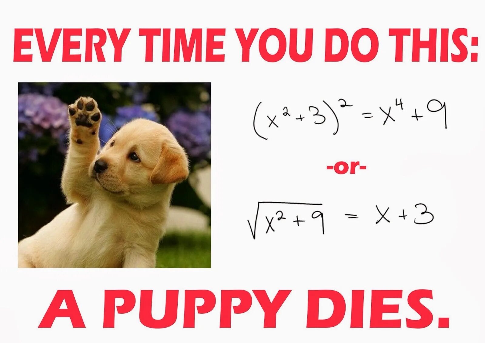 Математические шутки. Every time you do this a Kitten dies математика. Every time when you do this. Math memes. Do this site