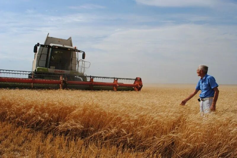 сельскохозяйственные культуры. аграрное хозяйство. объем экспорта продукции апк. уборочная кампания 2022 в орловской области. региональный агропромышленный комплекс.