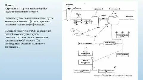 Гормон снижающий уровень сахара
