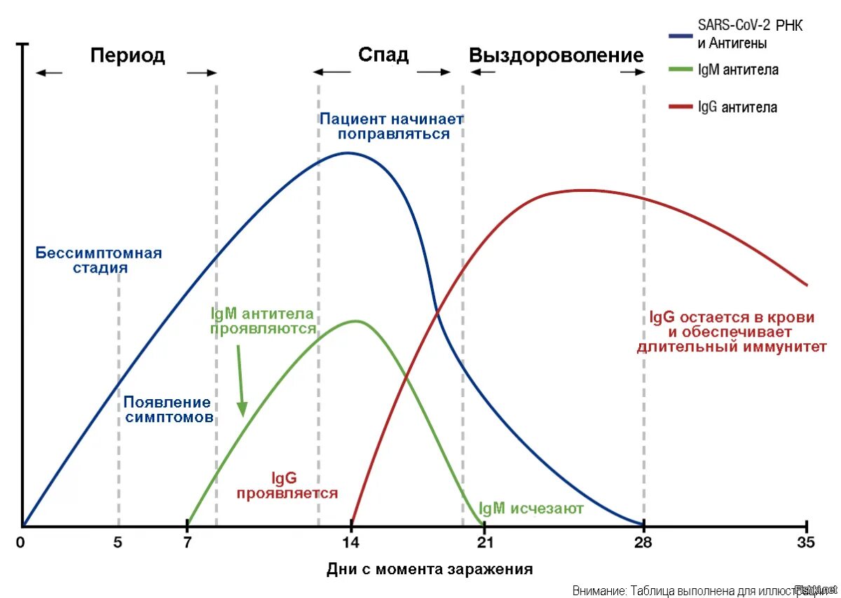 График антитела к коронавирусу. График антител коронавирус. График выработки антител к коронавирусу. Антитела g к коронавирусу график.