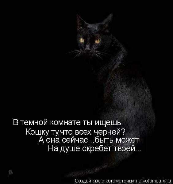 Коты перед смертью уходят. Черная кошка. Стихотворение про черную кошку. Высказывания про черную кошку. Стихи про черных кошек.