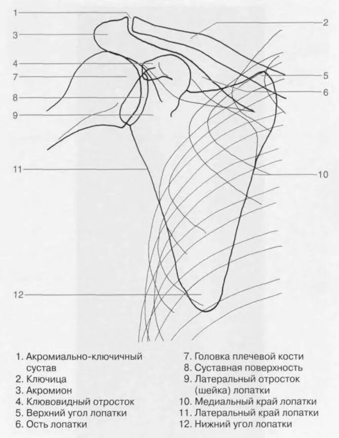 Вывих акромиально ключичного сочленения. Ключично акромиальное сочленение рентген. акромиально-ключичное сочленение рентген укладка. акромиально-ключичный сустав рентген норма. ключично акромиальное сочленение рентген норма.