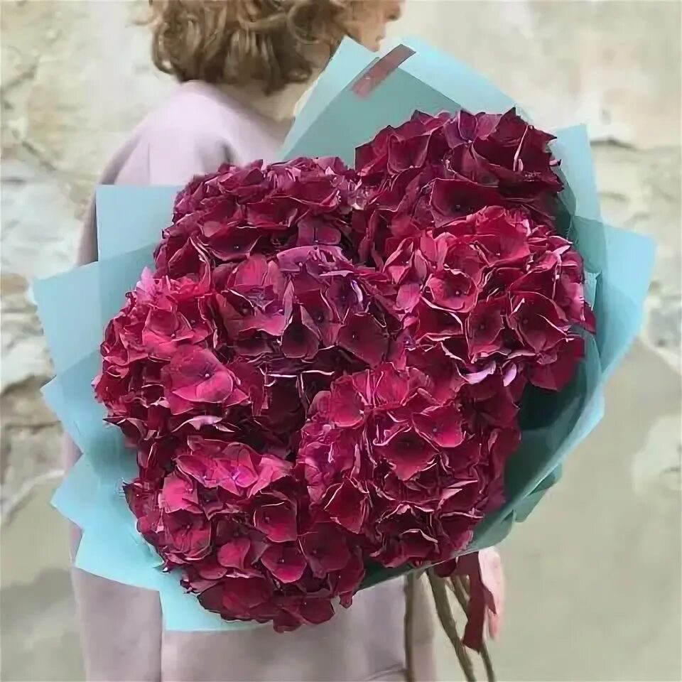 Гортензия крупнолистная Бордовая: купить в Москве саженцы в питомнике "Медра"