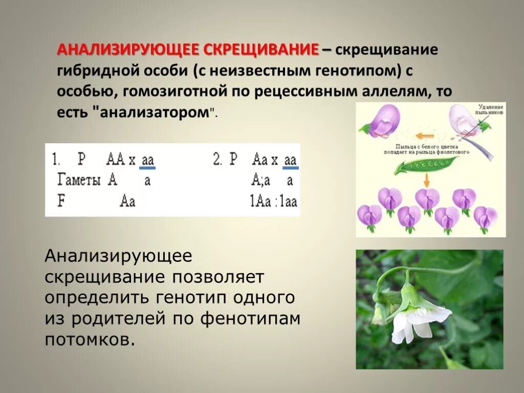 Скрещивание особей с неизвестным генотипом