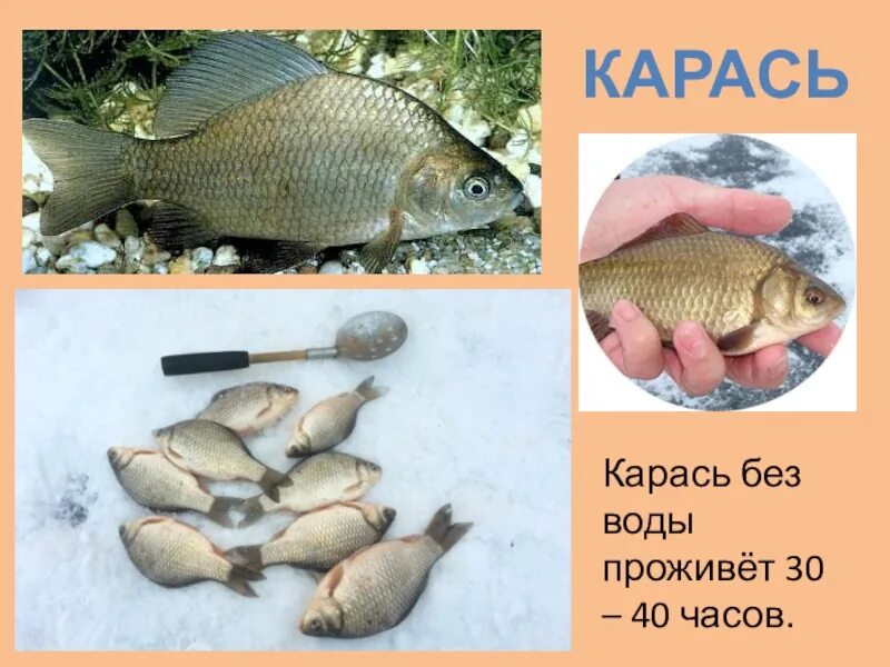 Рыбы не живут без воды. Рыба карась. Сколько живет карась без воды. Разновидности карася. Сколько карась может прожить без воды.