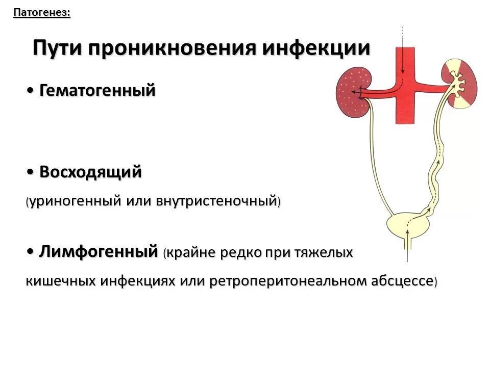 Гематогенный путь проникновения инфекции в почки. Пути проникновения инфекции в почку при пиелонефрите. Гематогенный путь при пиелонефрите. Пути попадания инфекции при пиелонефрите.