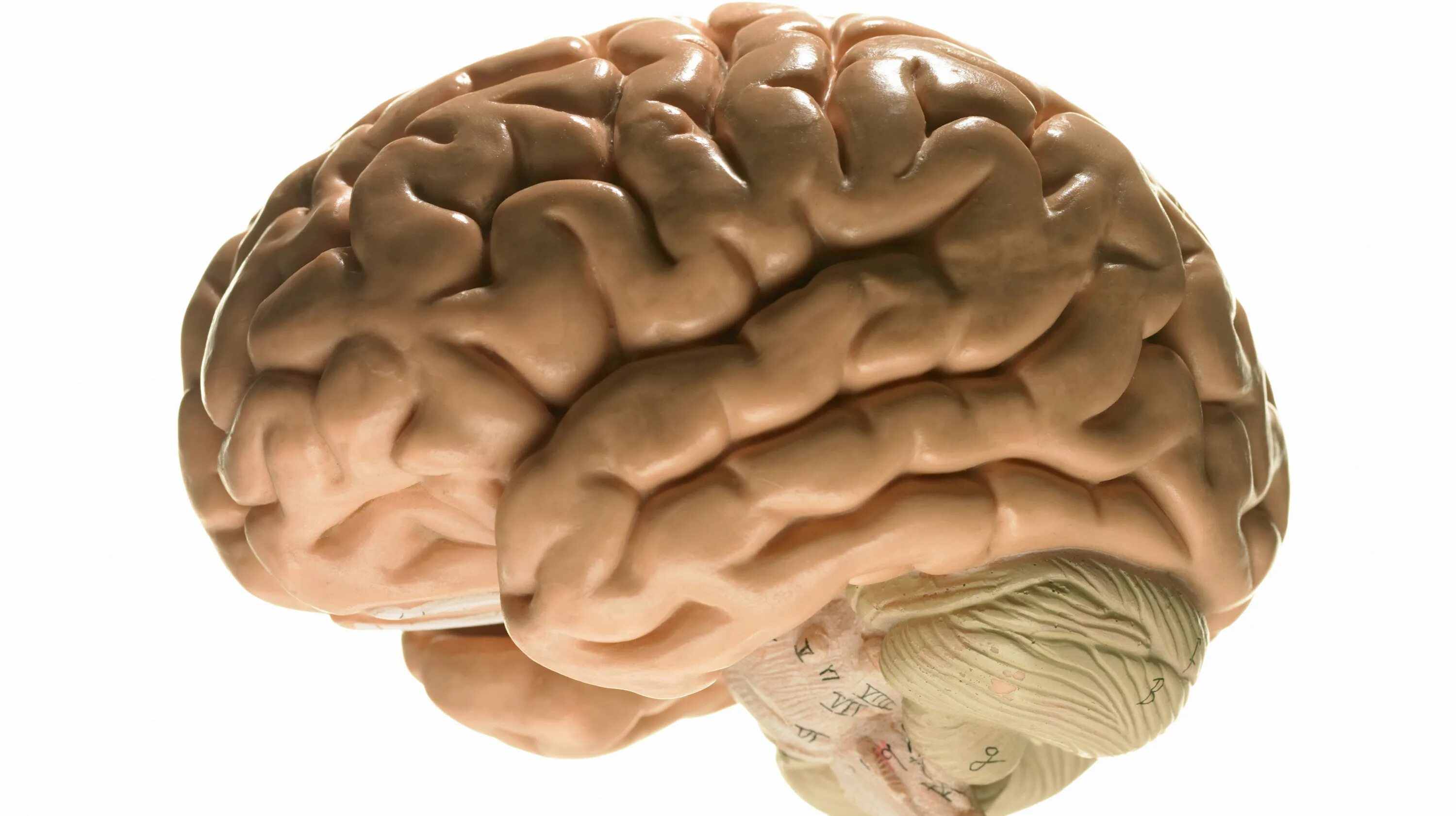 Головного мозга на ранних. Мозг на белом фоне. Мозг ребенка.