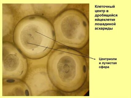 Яйцеклетка лошади