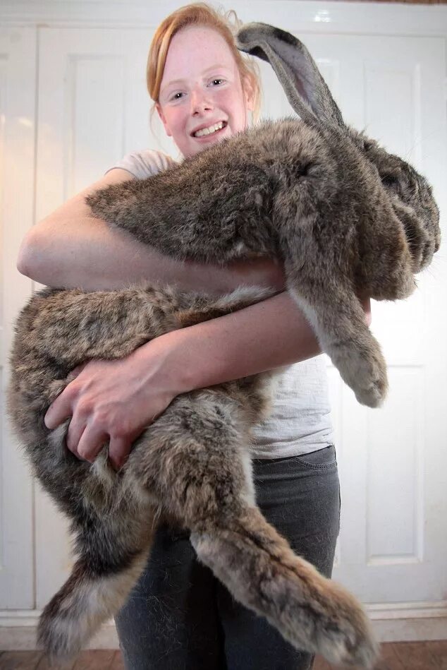 Кролик великан рекорд. Кролик гигант Ральф. Самые большие кролики. Самый большой кролик.