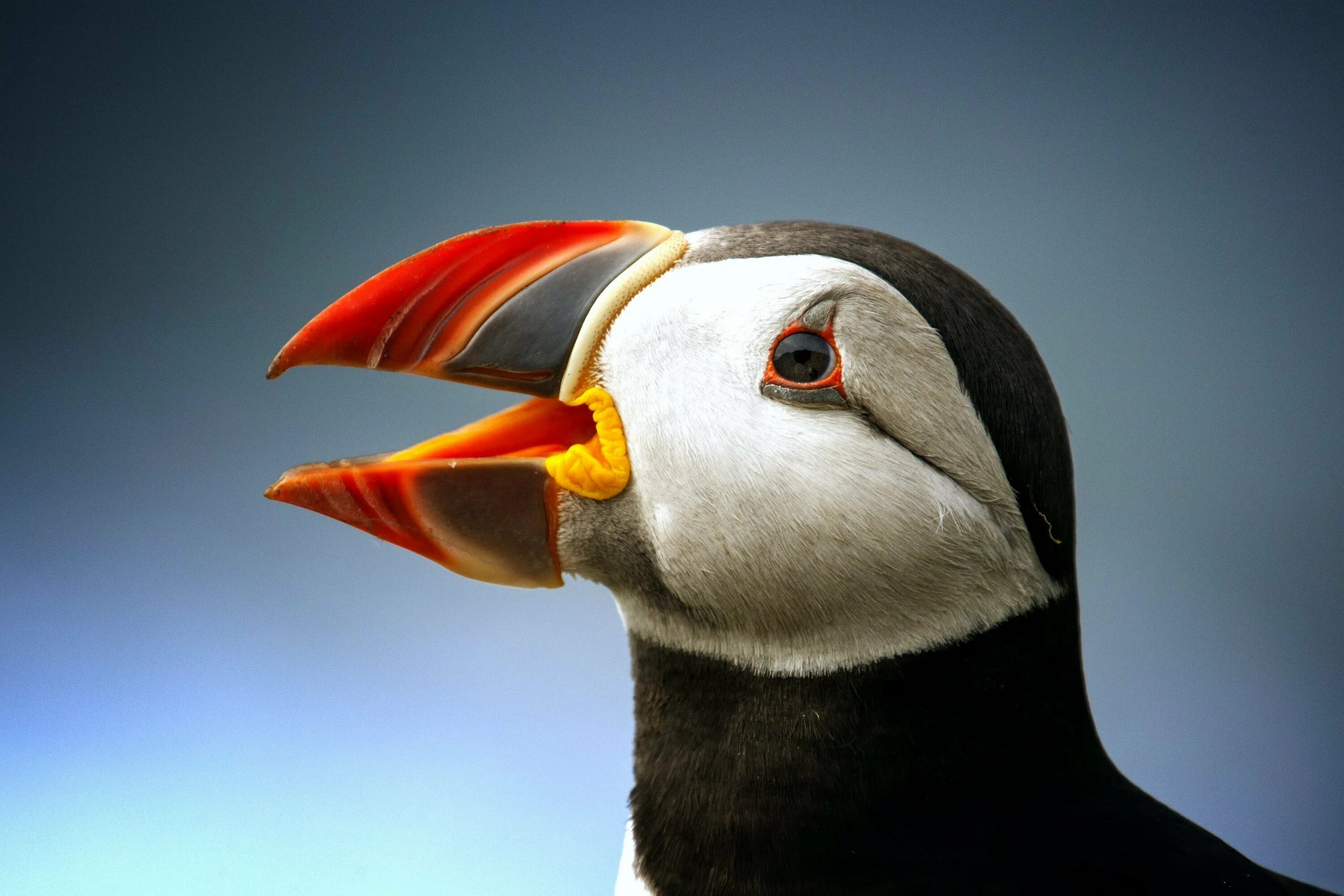 Атлантический тупик птица. Атлантический тупик клюв. Puffin Тукан. Клювы птиц.