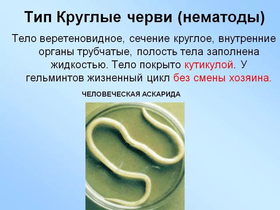 Паразитические черви имеют. Круглые черви нематоды паразиты. Круглые черви, класс Nematoda;. Тип круглые черви нематоды. Круглые гельминты (класс нематод);.