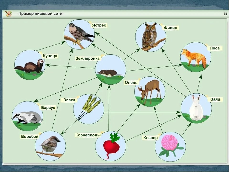 1 пищевые связи. Пищевая сеть схема биология. Пищевые связи цепи питания схема. Примеры схема пищевой сети. Пищевая сеть леса схема.
