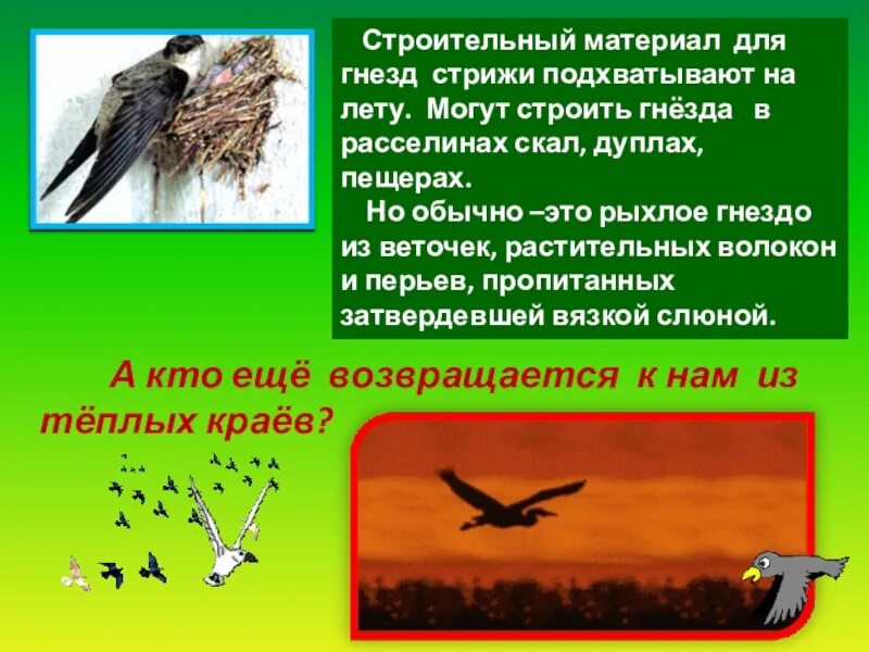 Отчего стрижи стали беспокоиться. Интересные факты о Стрижах. Интересные и необычные факты о Стрижах. Интересное о Стрижах для детей. Доклад о Стрижах.