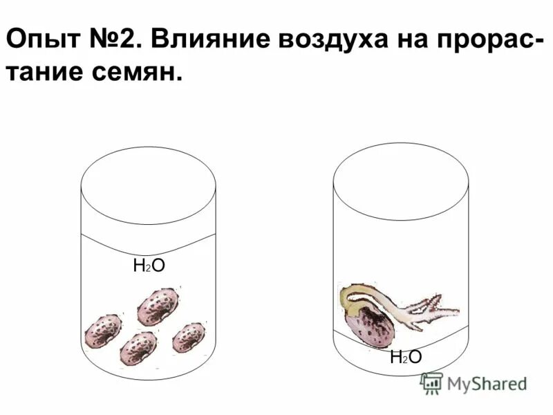 Влияние воздуха на прорастание семян. Как влияет воздух на прорастание семян. Как влияет доступ воздуха на прорастание семян. Условия прорастания семян. Влияние почвы на прорастание семян опыт.