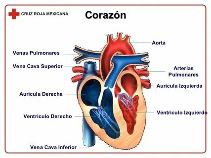 De corazon