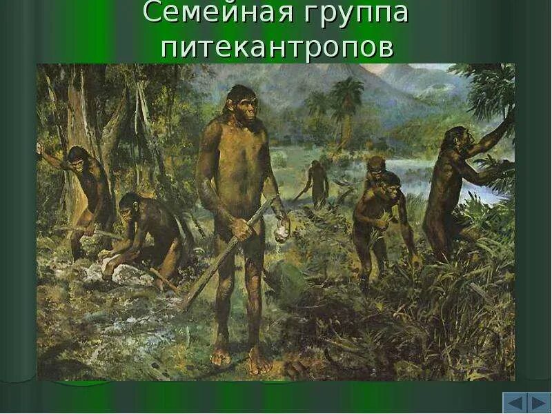 Питекантроп внешний вид. Группа питекантроп. Австралопитек питекантроп. Австралопитек синантроп. Группа питекантроп.