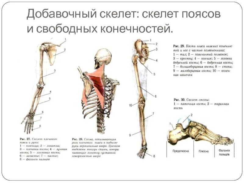 Скелет верхней конечности человека биология 8 класс. Добавочный скелет соединение костей 8 класс биология. Осевой скелет и добавочный скелет человека. Скелет конечностей человека биология 8 класс.