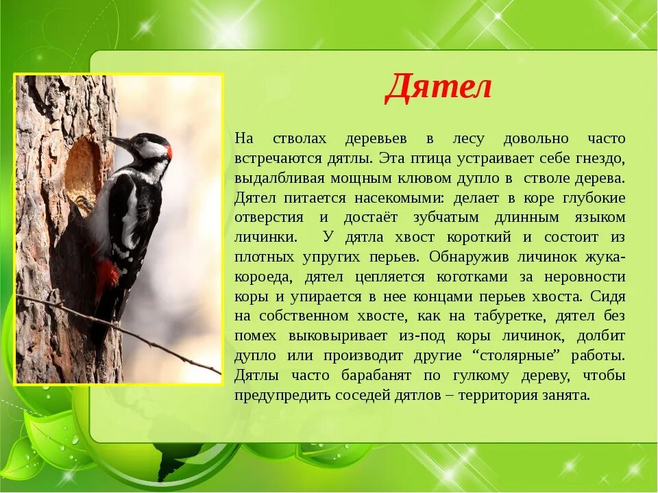 Значение дятла в природе. Рассказ про дятла. Сообщение на тему птица дятел. Доклад про дятла. Дятел описание птицы.