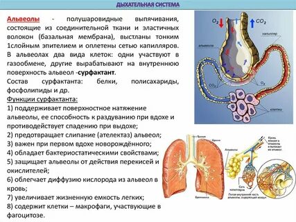 Ткань альвеол