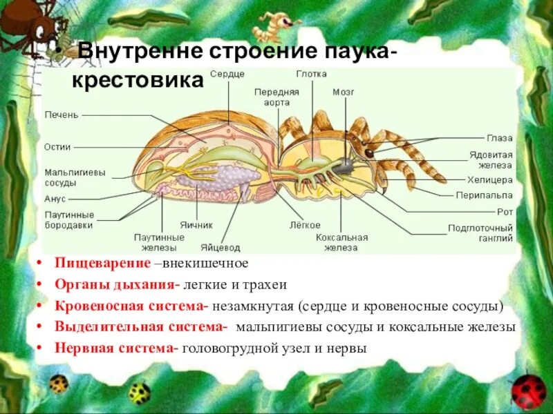 Какие особенности строения характерны для класса паукообразные