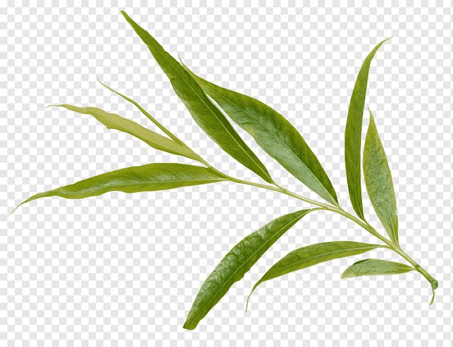 Узкие листья деревьев. Salix alba leaf. ива листья. длинные листья. веточка ивы.