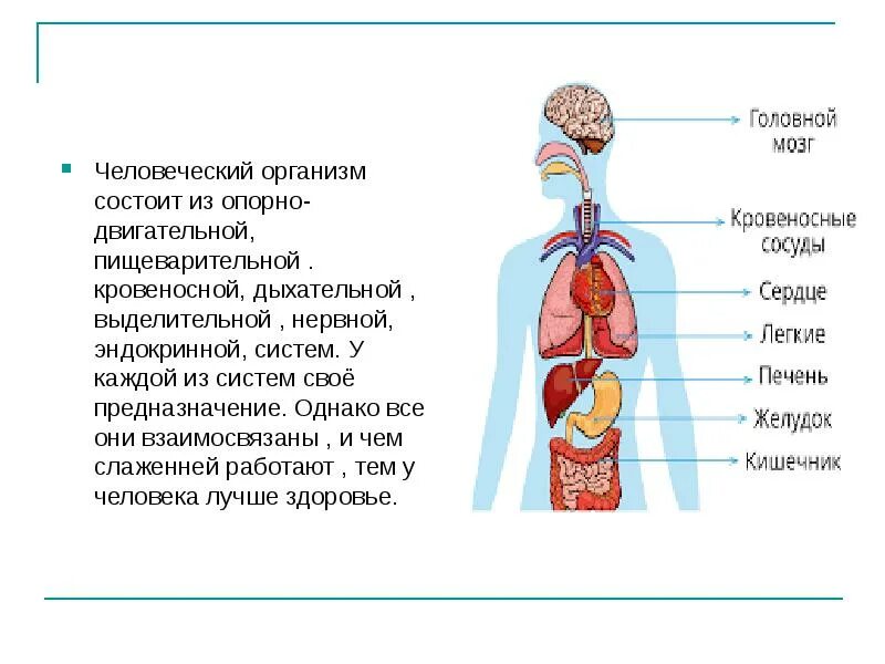 Система органов дыхательная кровеносная пищеварительная. Схема дыхательной и пищеварительной системы. Строение дыхательной системы и пищеварительной системы человека. Дыхательная система состоит из.