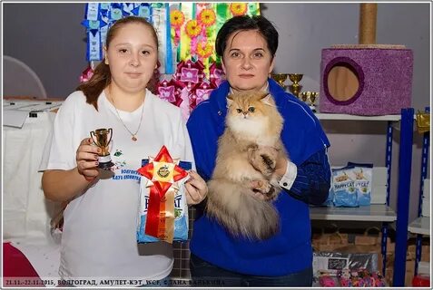 Клуб кошек