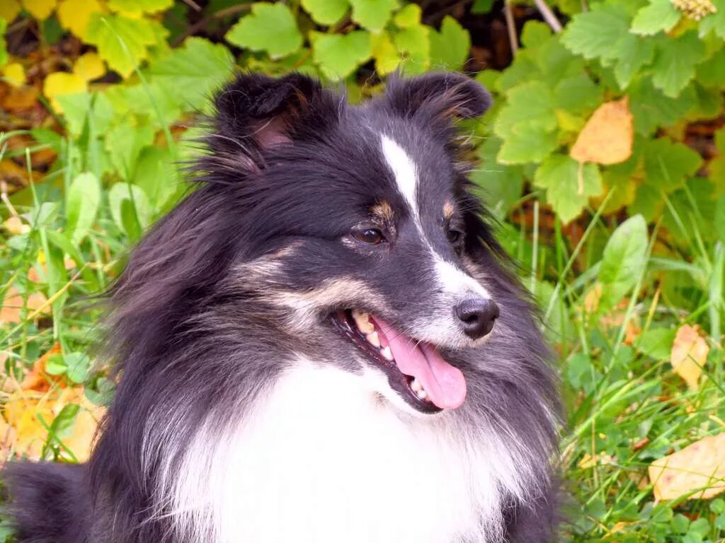 графского поместья шелти. графского поместья шелти. графского поместья шелти. велес из графского поместья шелти. графского поместья шелти.