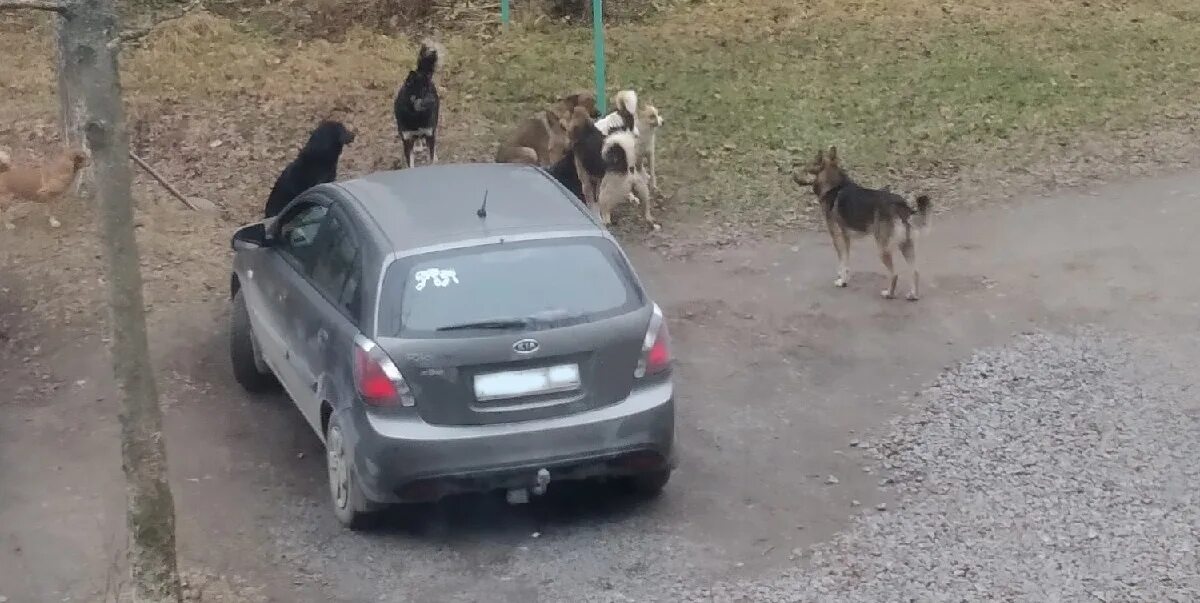 Собака гавкает ночью. Собака ночью во дворе. Собака лает ночью на улице. Бездомные собаки Карелия.