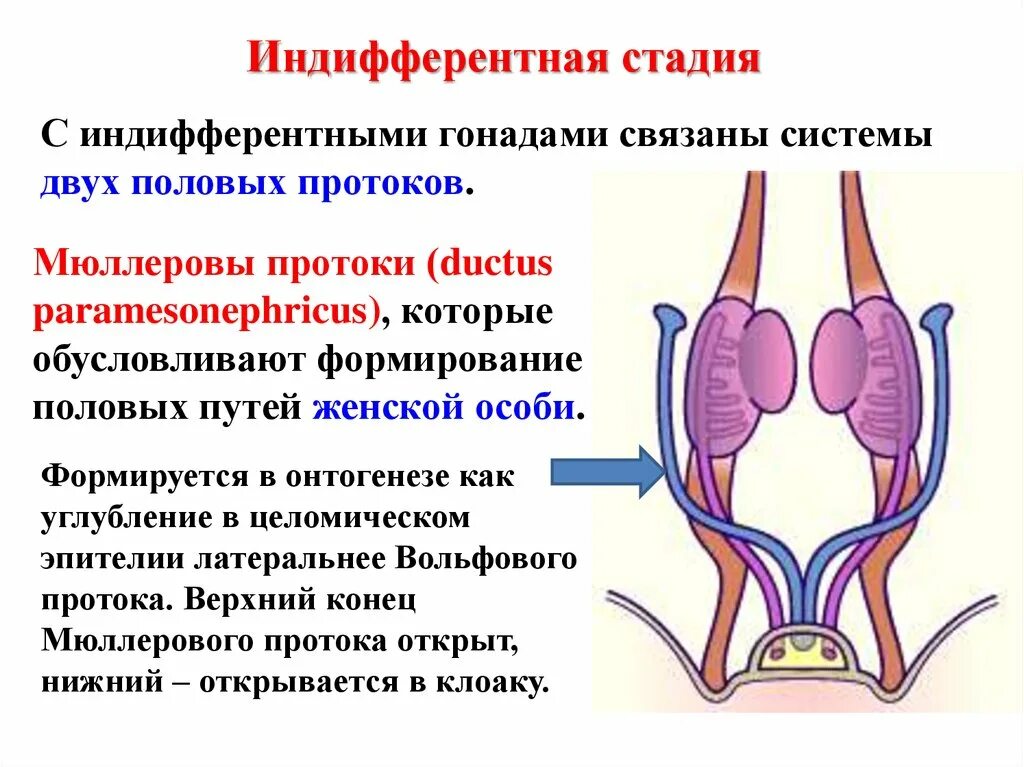 Индифферентная стадия развития гонад. Мюллеров проток эмбриональная. Эмбриогенез гонад. Индифферентная стадия развития половых систем.